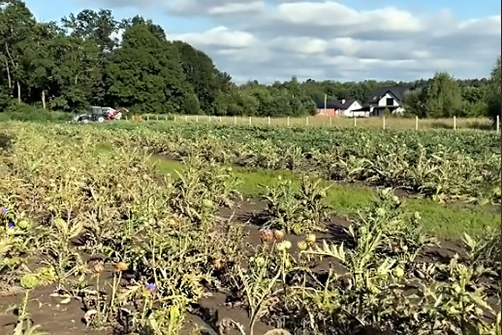 Под Кобрином есть поле, где растут артишоки (видео)