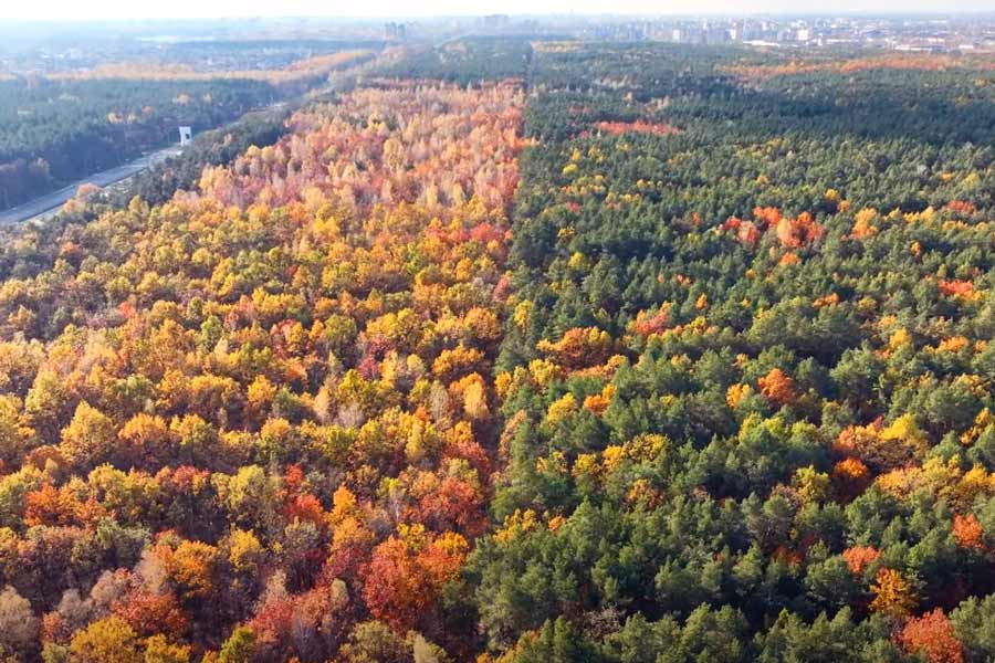 #ВаськаПилот опубликовал «полёт» над «океаном» осенних деревьев под Брестом – масштабы захватывают