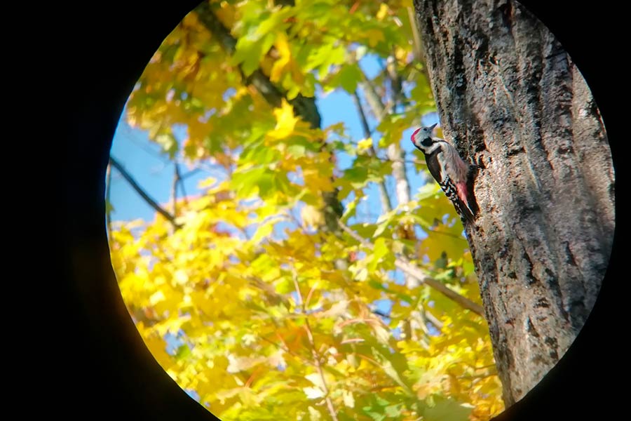 В Кобрине прошло второе районное соревнование для учащихся «Фотобердинг – осень 2024». Победители